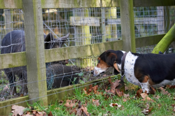 Ooer, there's a little one
Schlüsselwörter: Bassett Berkshire Dog Dogs Hound Hounds Humph Humphrey Pig Pigs Play Playing Playtime