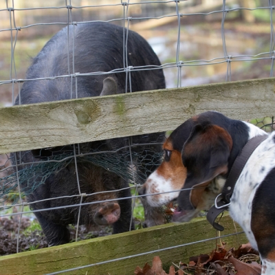 My, you've got a big nose
الكلمات الإستدلالية(لتسهيل البحث): Bassett Berkshire Dog Dogs Hound Hounds Humph Humphrey Pig Pigs Play Playing Playtime