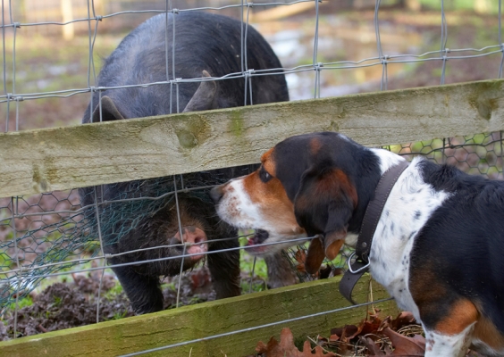 Let me tell you............
Palabras clave: Bassett Berkshire Dog Dogs Hound Hounds Humph Humphrey Pig Pigs Play Playing Playtime
