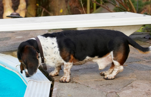 My, this is a big water bowl
Ключевые слова: Bassett Dog Dogs Hound Hounds Humph Humphrey Play Playing Playtime Pool Swimming