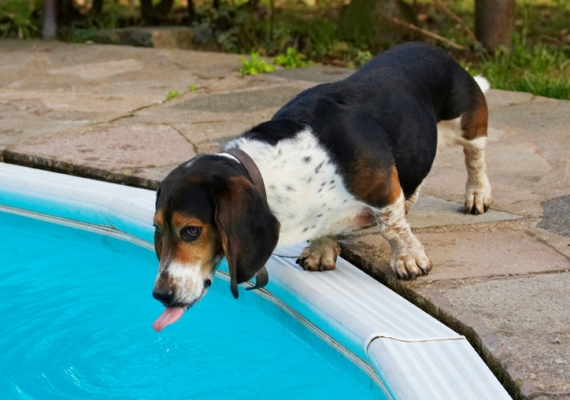 Slurrrrrrrrrrrp
Klíčová slova: Bassett Dog Dogs Drink Drinking Hound Hounds Humph Humphrey Play Playing Playtime Pool Swimming Tongue