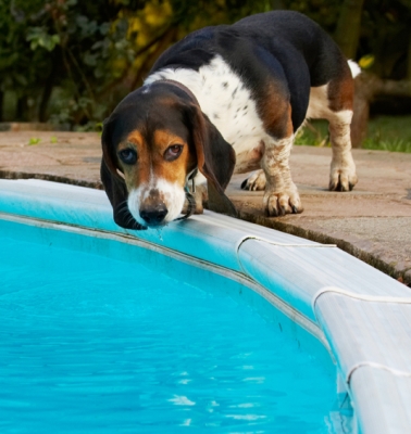 This IS for drinking isn't it?!
Ключові слова: Bassett Dog Dogs Drink Drinking Hound Hounds Humph Humphrey Play Playing Playtime Pool Swimming