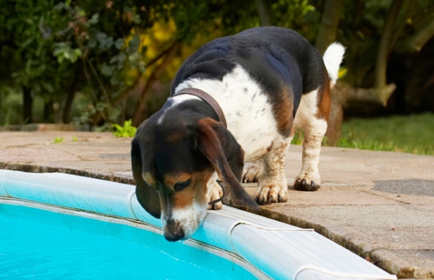 Who's that handsome guy?
Keywords: Bassett Dog Dogs Hound Hounds Humph Humphrey Play Playing Playtime Pool Swimming