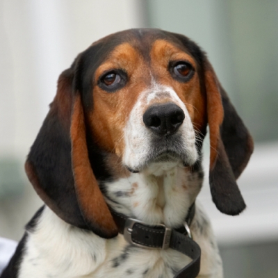 I'm ready for my close up
Ključne besede: Bassett Dog Dogs Head Hound Hounds Humph Humphrey Play Playing Playtime Portrait Pose Posing
