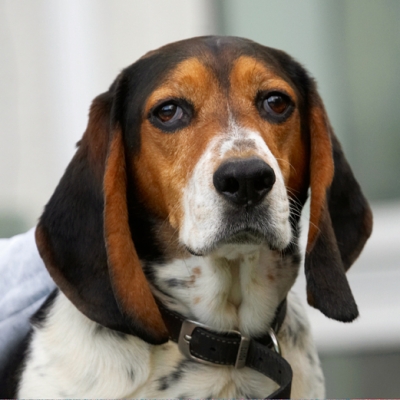 This is one for my passport
Schlüsselwörter: Bassett Dog Dogs Head Hound Hounds Humph Humphrey Play Playing Playtime Portrait Pose Posing
