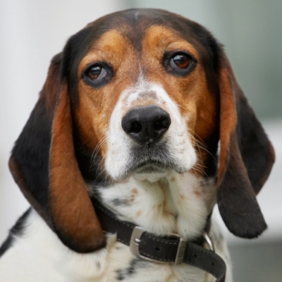 Do I have to sit here much longer?!
Palabras clave: Bassett Dog Dogs Head Hound Hounds Humph Humphrey Play Playing Playtime Portrait Pose Posing