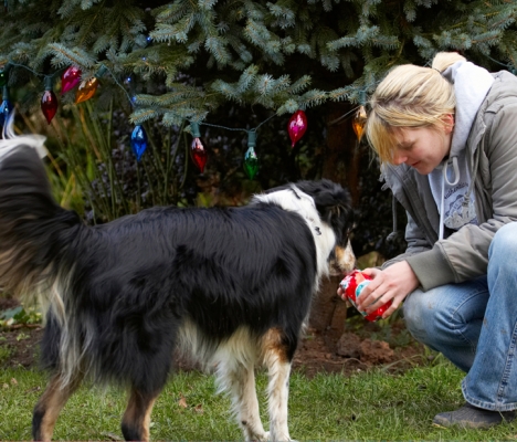 Wot's in there then?
Ключевые слова: Blonde Border Collie Christmas Collies Gifts Kate Paper Play Playing Playtime Presents Stinky Tree Woman Wrapping