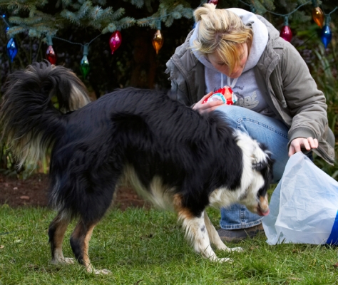 Hmmm, I'm thinking .........
Keywords: Blonde Border Collie Christmas Collies Gifts Kate Paper Play Playing Playtime Presents Stinky Tree Woman Wrapping