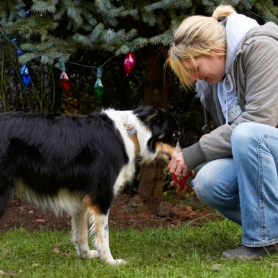You gonna help me open it then?
Ključne besede: Blonde Border Collie Christmas Collies Gifts Kate Open Opening Paper Play Playing Playtime Presents Stinky Tree Woman Wrapping