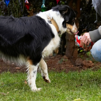 C'mon, I can't wait to see what it is
Ključne besede: Border Collie Christmas Collies Gifts Open Opening Paper Play Playing Playtime Presents Stinky Tongue Tree Wrapping