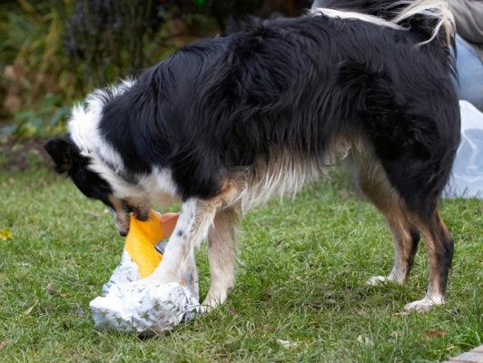 Oh yes, I want this
Ключови думи: Border Collie Christmas Collies Gifts Open Opening Paper Play Playing Playtime Presents Stinky Tree Wrapping