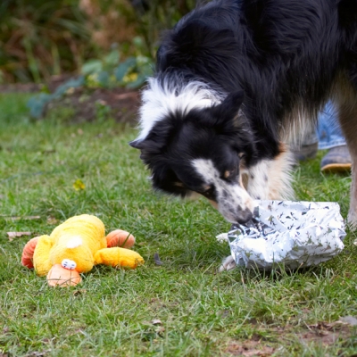 Is there anything else in there?
Schlüsselwörter: Border Collie Christmas Collies Duck Gifts Paper Play Playing Playtime Presents Stinky Tree Wrapping