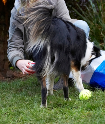 What else is in the bag?
Palabras clave: Border Collie Christmas Collies Gifts Paper Play Playing Playtime Presents Stinky Tree Wrapping
