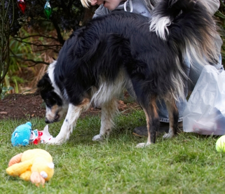 Wot is it??..............
Ключові слова: Border Collie Christmas Collies Gifts Paper Play Playing Playtime Presents Stinky Tree Wrapping