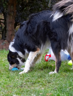 ........... Aah, something to play with
Keywords: Ball Border Collie Christmas Collies Gifts Paper Play Playing Playtime Presents Stinky Tree Wrapping