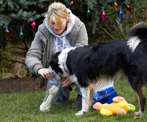 Oooh, yes, I'm interested in this
Keywords: Blonde Bone Border Collie Christmas Collies Gifts Kate Open Opening Paper Play Playing Playtime Presents Stinky Tree Woman Wrapping