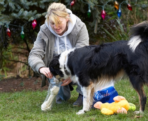 Yep, smells good
Avainsanat: Collies Opening Paper Play Playing Playtime Presents Smile Smiling Stinky Tree Woman Blonde Border Collie Christmas Wrapping Duck Gifts Kate Open