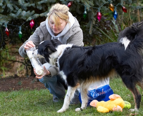 Is this a good thing?
Palabras clave: Blonde Bone Border Collie Christmas Collies Duck Gifts Kate Paper Play Playing Playtime Presents Stinky Tree Woman Wrapping