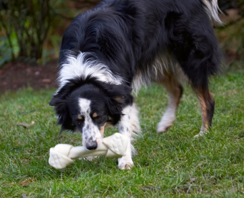 Oh,goody, it's a bone
Klíčová slova: Bone Border Collie Christmas Collies Gifts Paper Play Playing Playtime Presents Stinky Tree Wrapping