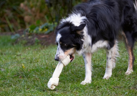 Jus' gotta get a handle on this
Mots-clés: Bone Border Collie Christmas Collies Gifts Paper Play Playing Playtime Presents Stinky Tree Wrapping
