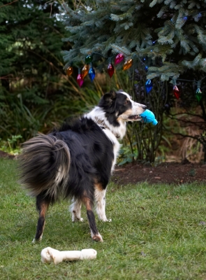Think I prefer the ball
Ključne besede: Ball Bone Border Collie Christmas Collies Gifts Lights Paper Play Playing Playtime Presents Stand Standing Stinky Tree Wrapping
