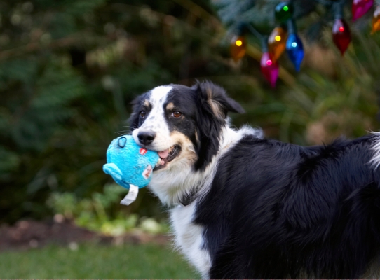 Have you seen my pressie?
Schlüsselwörter: Ball Border Collie Christmas Collies Gifts Lights Paper Play Playing Playtime Presents Stinky Tree Wrapping