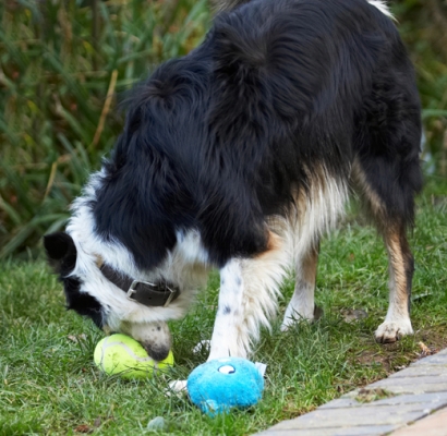 I just can't make up my mind - so many choices
Palabras clave: Ball Border Collie Christmas Collies Gifts Paper Play Playing Playtime Presents Stinky Tree Wrapping