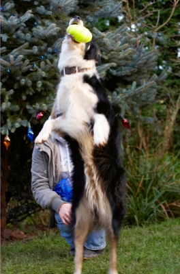 Oh yes, this is a good pressie
Schlüsselwörter: Ball Border Collie Christmas Collies Gifts Leap Leaping Paper Play Playing Playtime Presents Stand Standing Stinky Tree Wrapping