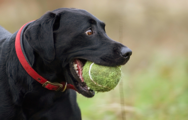 Have you seen what's over there!!
Keywords: Ball Dog Dogs Harvey Labrador Play Playing Playtime Run Running