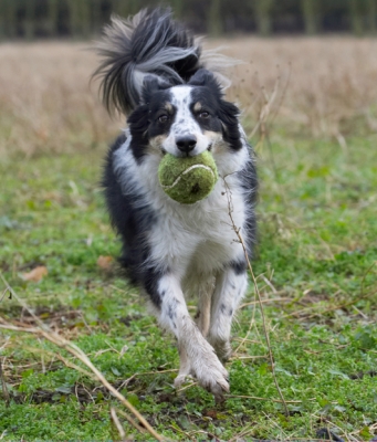 Here I come, bounding back
Palabras clave: Ball Border Collie Collies Dog Dogs Play Playing Playtime Run Running Stinky
