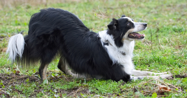 I'm ready to play
Keywords: Border Collie Collies Dog Dogs Play Playing Playtime Run Running Stinky