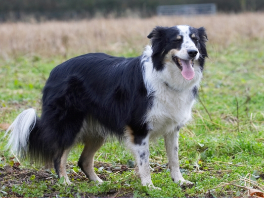 Jus' give me a moment
Palabras clave: Border Collie Collies Dog Dogs Play Playing Playtime Stinky Tongue