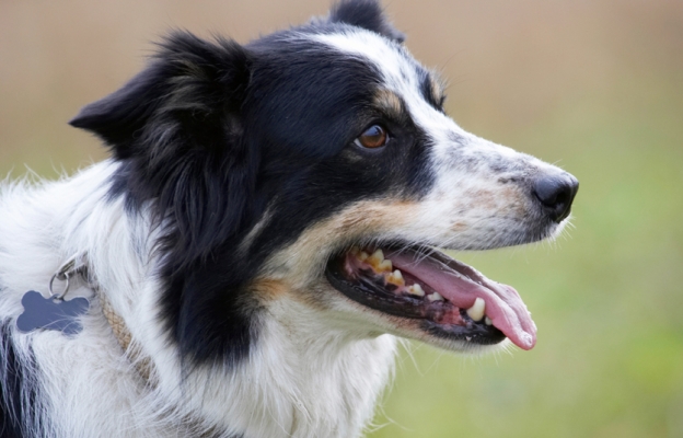 I'm watching and waiting
Trefwoorden: Ball Border Collie Collies Dog Dogs Play Playing Playtime Stinky