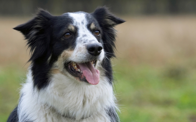 Where's my command?
Trefwoorden: Border Collie Collies Dog Dogs Head Play Playing Playtime Shot Stinky Tongue