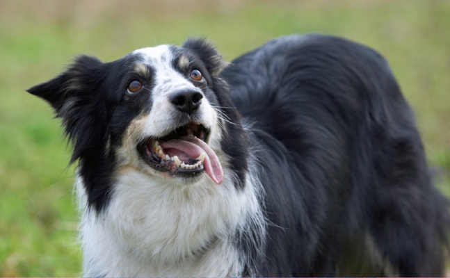 You've got my full attention
Schlüsselwörter: Border Collie Collies Dog Dogs Play Playing Playtime Stinky Tongue