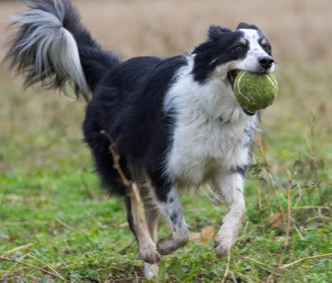 Hey, this is a mouthful
Schlüsselwörter: Ball Border Collie Collies Dog Dogs Play Playing Playtime Run Running Stinky