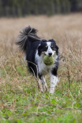 Bringing home the goods
Ključne besede: Border Collie Collies Dog Dogs Play Playing Playtime Run Running Stinky Ball