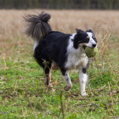 I'm busy, busy, busy
Keywords: Border Collie Collies Dog Dogs Play Playing Playtime Run Running Stinky Ball