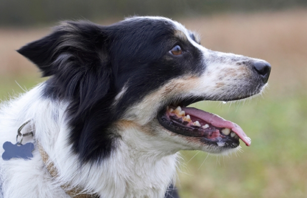 Time for a breather
Ключові слова: Border Collie Collies Dog Dogs Play Playing Playtime Run Running Stinky Tongue Head