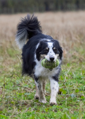 Rugby is my style, doncha think
Palabras clave: Border Collie Collies Dog Dogs Play Playing Playtime Run Running Stinky Ball