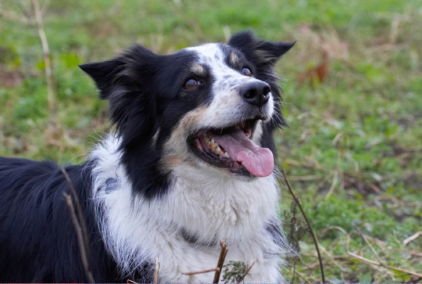 I'm all ears
Słowa kluczowe: Border Collie Collies Dog Dogs Play Playing Playtime Stinky Tongue