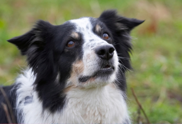 OK, I'm paying attention
Ключові слова: Border Collie Collies Dog Dogs Play Playing Playtime Stinky Head