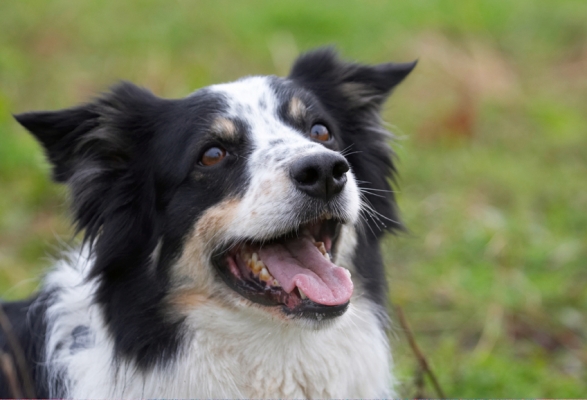 Go on, throw
Keywords: Border Collie Collies Dog Dogs Play Playing Playtime Stinky Tongue Head Smile