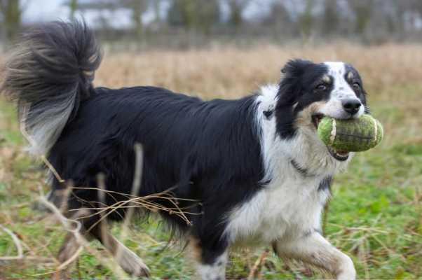 Yeah, I know, I'm good at this
Ключови думи: Border Collie Collies Dog Dogs Play Playing Playtime Run Running Stinky Ball
