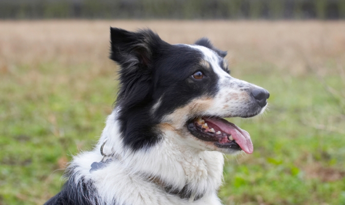 My concentration won't waver
Ключови думи: Border Collie Collies Dog Dogs Play Playing Playtime Stinky Head Tongue