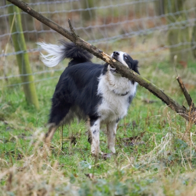 Ha, no stick is too big for me
Schlüsselwörter: Border Collie Collies Dog Dogs Play Playing Playtime Stinky Stick
