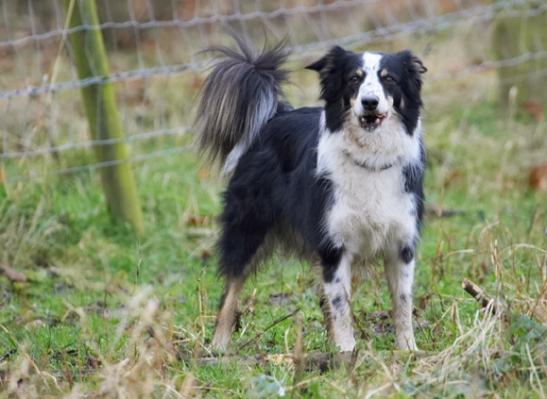 OK, so maybe I need to rest a bit
Avainsanat: Border Collie Collies Dog Dogs Play Playing Playtime Stinky Stick Stand Standing