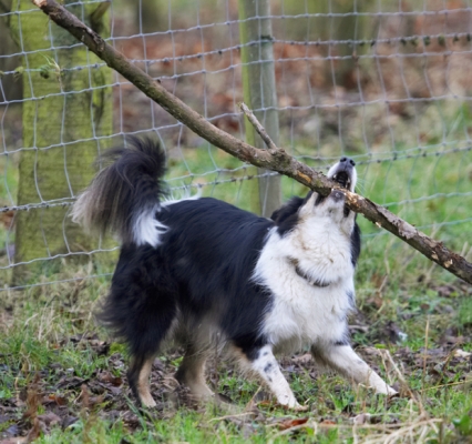 Now for a bit of weight training
Anahtar kelimeler: Border Collie Collies Dog Dogs Play Playing Playtime Stinky Stick
