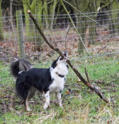 Now, how am I gonna manoeuvre this
Palabras clave: Border Collie Collies Dog Dogs Play Playing Playtime Run Running Stinky Stick