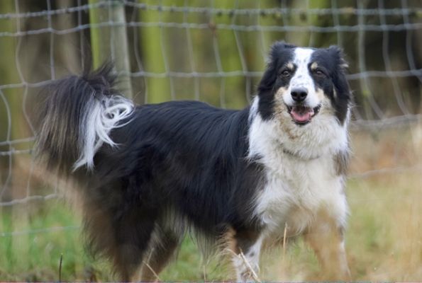 Hmmm, I gotta re-think this
Keywords: Border Collie Collies Dog Dogs Play Playing Playtime Stinky Tongue